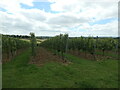 Rows of vines, Hattingley Valley vineyard in GU34 5NJ