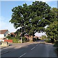 Veteran oak, Rouncil Lane, Kenilworth in CV8 1SQ