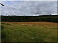 Sheep on Radley Bottom in RG17 0PS
