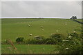 Sheep on the valley side in TN36 4AY