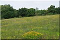Wild Flower Meadow in Great Holland Pits in CO13 0ET