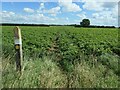 Waymarked footpath across a field of potatoes in LS14 3ER
