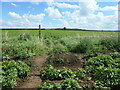 Footpath crossing from one potato field to another in LS14 3ER