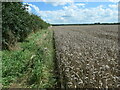 Footpath along the edge of a wheatfield in LS14 3ER