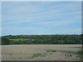 Fields south of Stoford, Clifton Wood in the distance in BA22 9UY