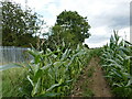 Track though maize by the railway in Rossington & Bawtry Ward