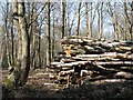Tree trunks awaiting further processing in NR9 5TQ