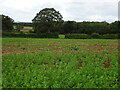 Footpath crossing arable field south of Lower Hopton in SY4 1AY