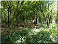 Woodland, Whipsnade Heath in LU6 2PF