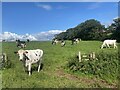 Cattle grazing in SA32 8DU