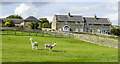 Alpacas in field below Bush Blades Mews in DH9 8UJ