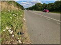Yarrow beside the A617 in NG18 4NN