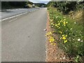 Narrow-leaved ragwort beside the A617 in NG18 4RE