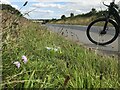 Field scabious and plantain beside the A617 in NG18 6BH