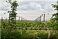 Fruit bushes in polytunnel in West Peckham