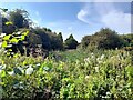 An overgrown reedy pond in Foxley Wood in DE12 6PL