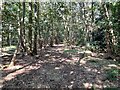 Old trackway in Grove Wood in DE15 9TY