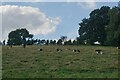 Cattle on the side of South Hill in DE55 6FT