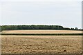 Weasenham: Harvested fields in PE32 2TF