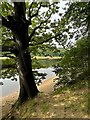 Tree on the east bank of Damflask Reservoir in S6 6GQ