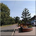 Blackfirs Lane, Bickenhill, with young monkey puzzle tree in B37 7YG