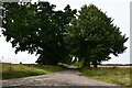 Rougham: Tree-lined track leading to Fincham Farm in PE32 2SU