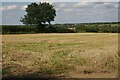 Harvested field on Smithy Moor in DE55 6FJ