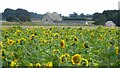 Sunflowers and Cranhill Barn in Sapperton