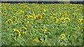 A field of sunflowers in Sapperton