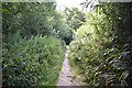Footpath, Powdermills Wood in TN33 0SY