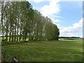 Grazing and poplar trees, Brampton Ash in Brampton Ash