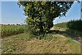 Tree and maize by Mill Lane in PE33 9UD