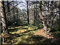 Pine forest, Dunfallandy Hill in PH16 5NA