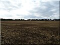 Field off London Road in LE8 9DJ