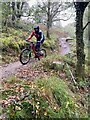 Cyclist in Gethin Forest in CF48 1YZ