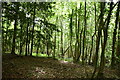 Woodland by the North Downs Way in CR3 6EG