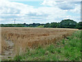 Wheat field south of bridleway 136, Farnham in GU10 5DU