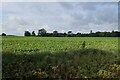 Sugar beet crop by Common Lane in NR25 7AS