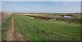Walton Hall Grazing Marsh Panorama in CO14 8LQ