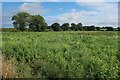 Field by Common Lane in NR24 2PH