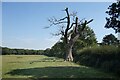 Dead Tree by the Footpath in Burnham