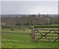 Grazing fields near Rectory Farm in RG40 4LB