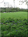 Bluebells and ornate pond in NR11 6RB