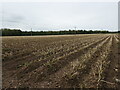 East Lothian Landscape : Field of spuds near Ninewar in EH42 1SY
