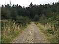 Forestry road into Cloughton Woods in YO13 0AW