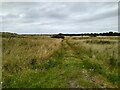 Grassy track to the firing range in DD7 7JE