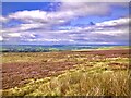 Heather on Leck Fell in Leck