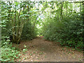 Path, Alice Holt Forest in GU10 4LE