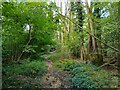 Bridleway through Pondhouse Copse in RG7 3BH
