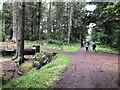 Path junction, Callendar Wood in Hallglen